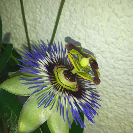 Passionsblume einfach vermehren