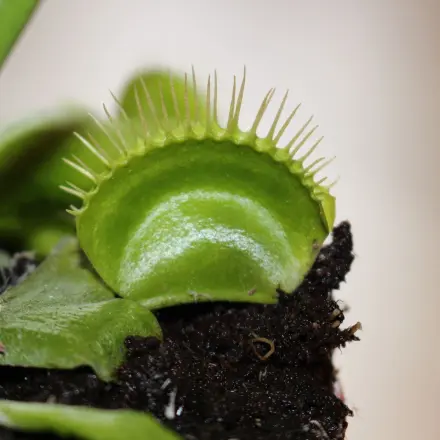 Venusfliegenfalle überwintern