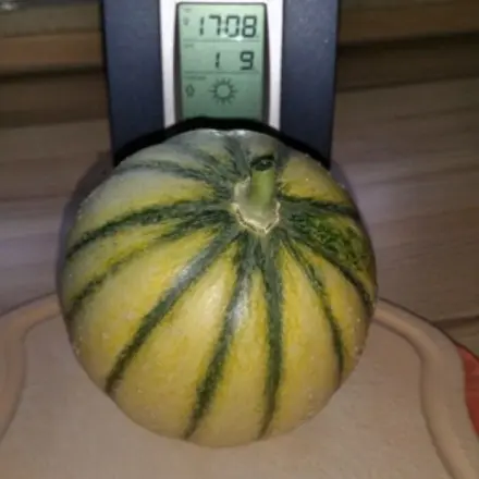 Zuckermelonen im Gewächshaus selbst anbauen