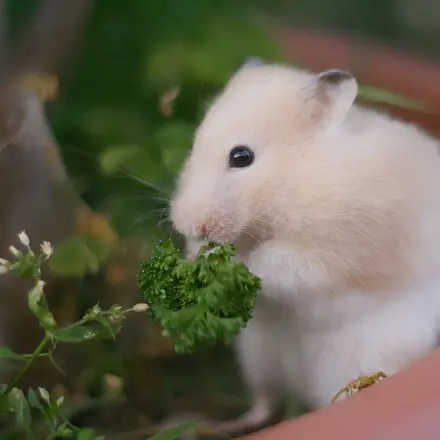 Gesundes und Frisches für Nager