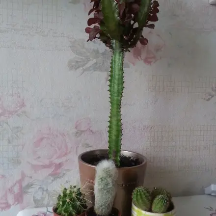 Vorsicht beim Kauf von Kakteen im Herbst