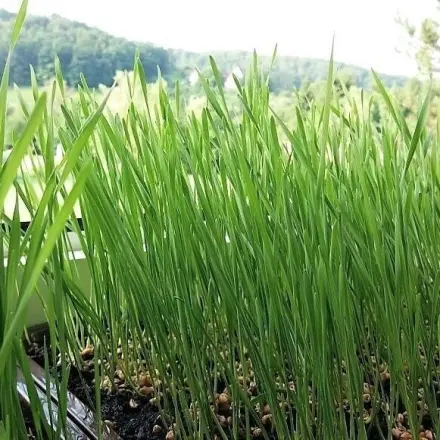 Weizengras selbst anbauen