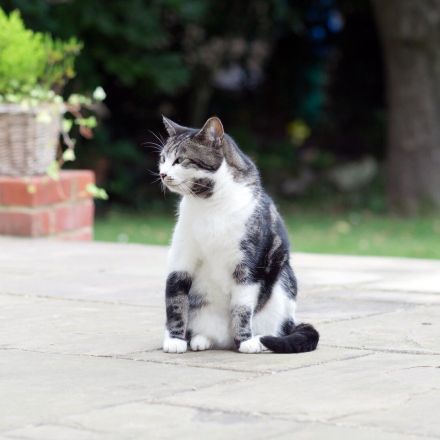 Katzenurin z. B. auf der Terrasse verhindern