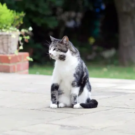 Katzenurin z. B. auf der Terrasse verhindern