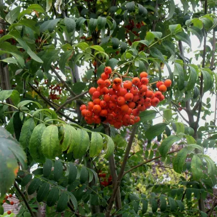 Vogelbeeren - nicht nur für Vögel!
