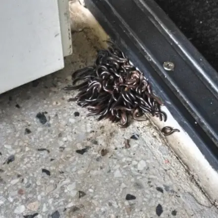 Und wenn mal 1000 Tausendfüßler kommen?