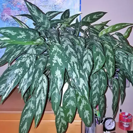 Weltbester Dünger für Zimmer- und Kübelpflanzen