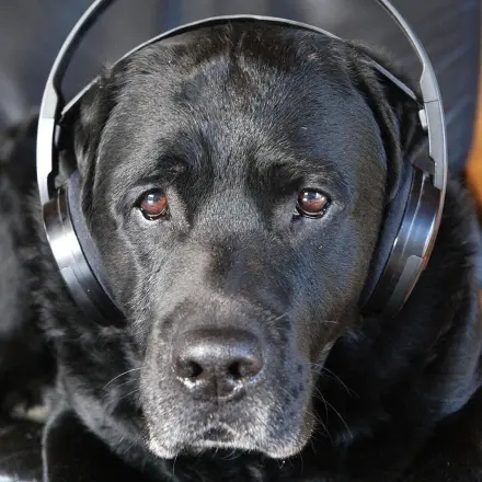 Stressfreies Silvester für deinen Hund und die Familie