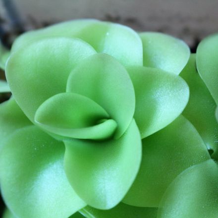 Fettkraut, die fleischfressende Pflanze