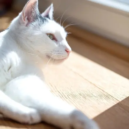 Anschaffung von Haustieren - Kosten & Aufgaben überdenken