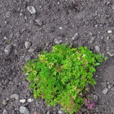 Schnecken vom Salatbeet fernhalten