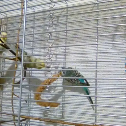 Vogelkäfig: Halterung für Kolbenhirse ganz einfach herstellen