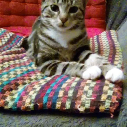 Kissen für Tiere schnell genäht