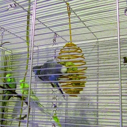 Futterspirale für Vögel wird zum Turngerät für Wellensittiche