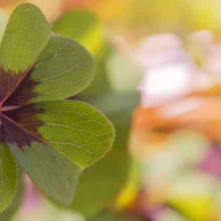 Schwein gehabt - Glücksbringer im Überblick