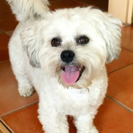 Haustiere betreuen, wenn Nachbarn in Not sind