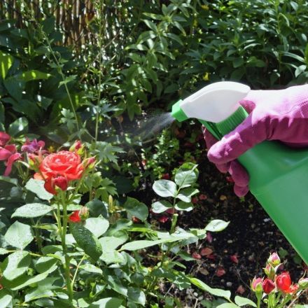 Blattläuse an Rosen günstig loswerden