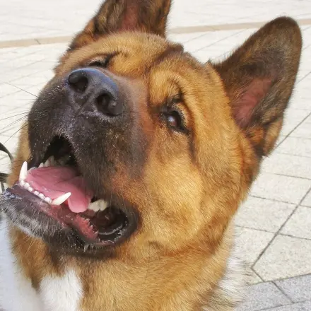 Angst vor Hunden reduzieren