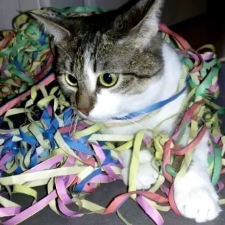 Schöne Spielmöglichkeit für Wohnungskatzen