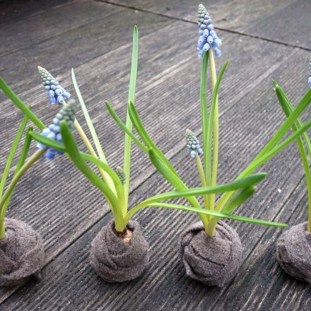 Hyazinthen- oder Tulpenzwiebeln in Gartenwolle