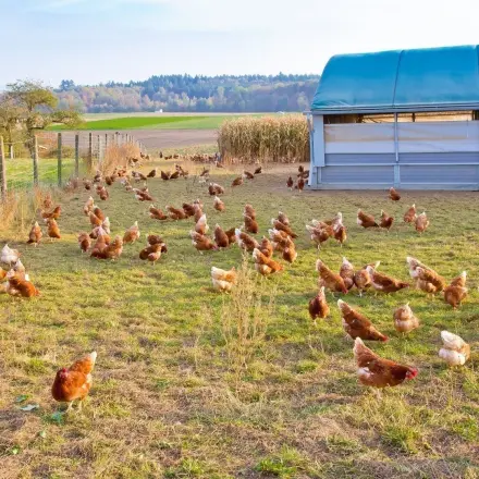 Großes Hähnchen zu viel für einen Single, was tun?