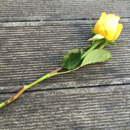 Aus verblühter Schnittrose neue Rose züchten