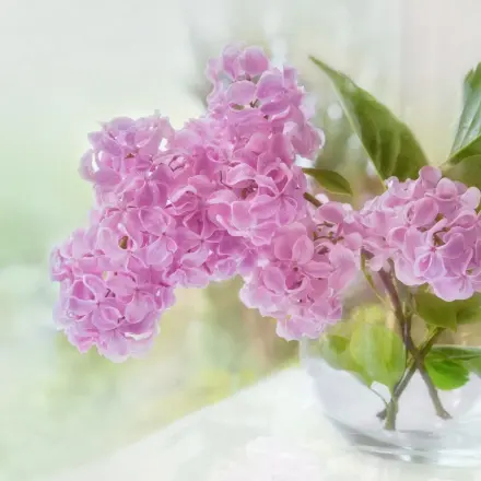 So hält der Frühlings-Fliederstrauß viel länger