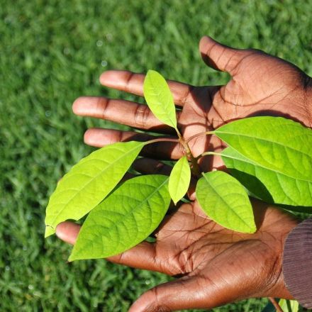 Fakten zu der viel gepriesenen Avocado