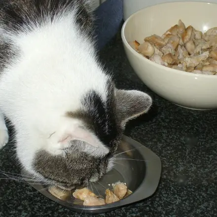 Katzenleckerchen: Hähnchen-/Putenbrustwürfel in Kokosfett