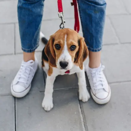 Versicherungsschutz beim Hundesitting