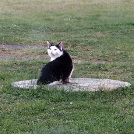 Flöhe fangen und erledigen