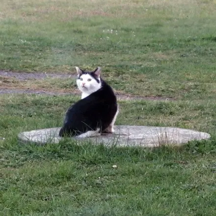 Flöhe fangen und erledigen