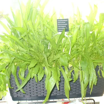 Salat am Küchenfenster ernten und gesunde Rezeptvorschläge