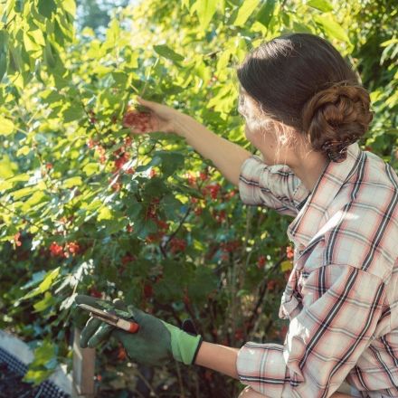 Johannisbeeren ernten - so geht's ohne Rückenschmerzen