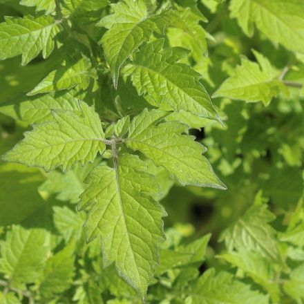 Ameisen vertreiben mit Tomatenblättern