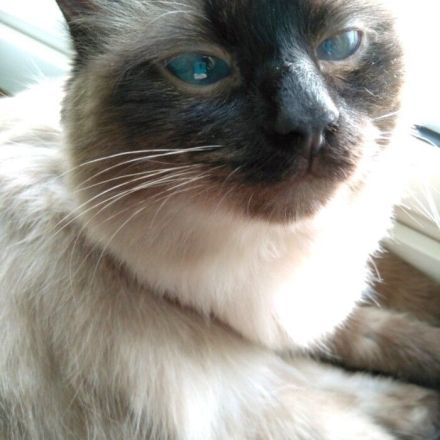 Bei Hitze: Quark für Katzen