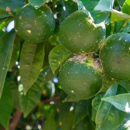 Wachsläuse schadstofffrei bekämpfen