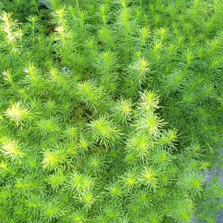 Ein tolles Kraut: Lakritztagetes - mit Salatrezept