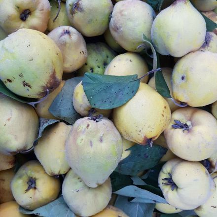 8 Fakten über Quitten