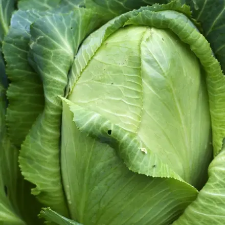 Der Zuckerhut: Ein sehr leckerer und gesunder Wintersalat