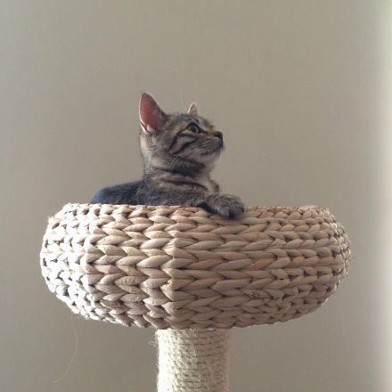 Katzen das Kratzen an Möbeln abgewöhnen