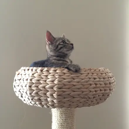 Katzen das Kratzen an Möbeln abgewöhnen