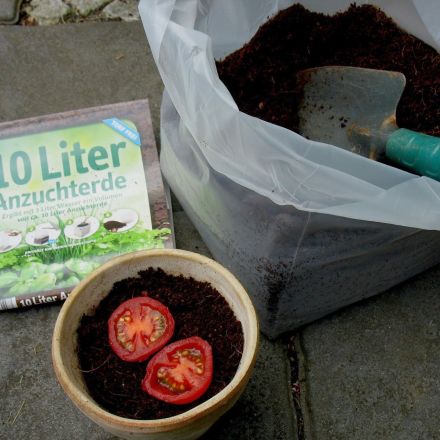 Anzucht von Mini-Rispentomaten