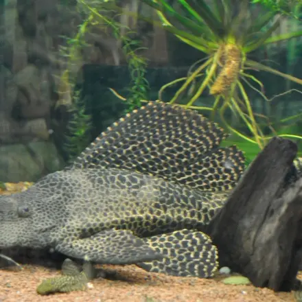 Algenvorbeugung im Aquarium mit Schiefer