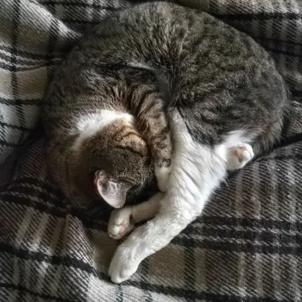 Ältere Katze hört schlecht - was tun?