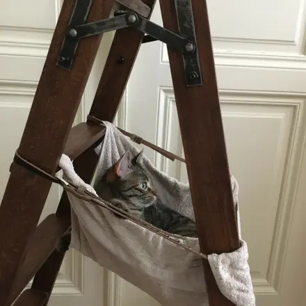 Katzen-Hängematte selbst basteln