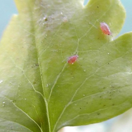 Was Blattläuse nicht mögen: Knoblauch