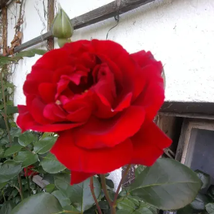 Rosenessig hilft bei Insektenstichen