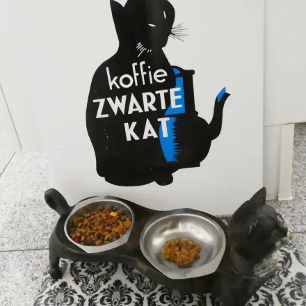 Nassfutter für Katzen bei Hitze