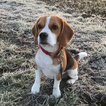 Pfotenbalsam für Hunde selbst gemacht